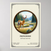Pronghorn (American Antelope) Zoology Series Poster (Vorne)