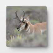 Pronghorn Antelope Buck | Grand Tetons Fotoplatte (Vorderseite)