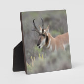 Pronghorn Antelope Buck | Grand Tetons Fotoplatte (Vorderseite)