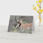 Pronghorn Antelope Buck | Grand Tetons Karte (Gelbe Blume)