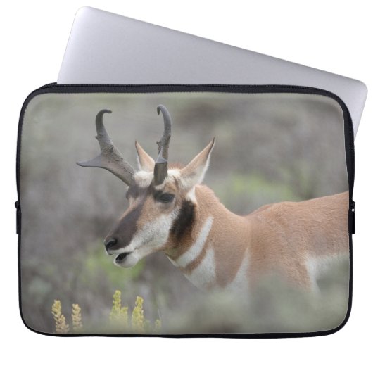 Pronghorn Antelope Buck | Grand Tetons Laptopschutzhülle (Vorderseite)