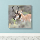Pronghorn Antelope Buck | Grand Tetons Leinwanddruck (Insitu (Holzboden))