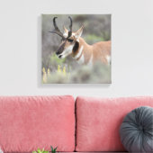Pronghorn Antelope Buck | Grand Tetons Leinwanddruck (Insitu (Wohnzimmer))
