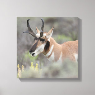 Pronghorn Antelope Buck   Grand Tetons Leinwanddruck