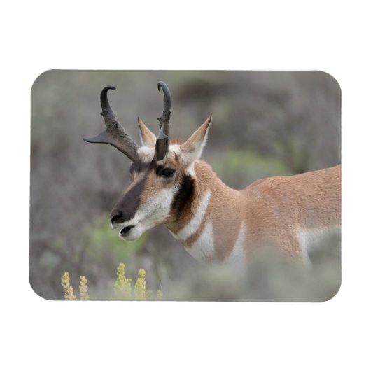 Pronghorn Antelope Buck | Grand Tetons Magnet (Horizontal)