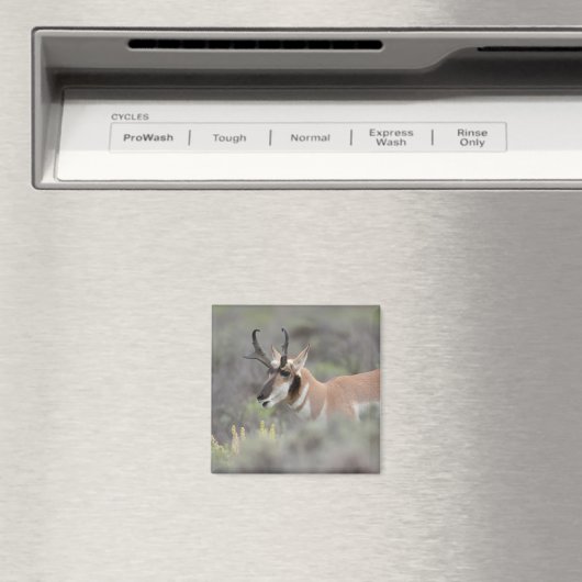 Pronghorn Antelope Buck | Grand Tetons Magnet (In Situ (Geschirrspüler))