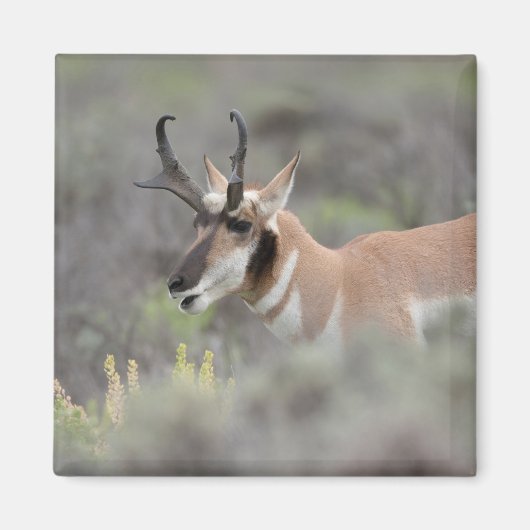 Pronghorn Antelope Buck | Grand Tetons Magnet (Vorne)