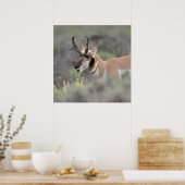 Pronghorn Antelope Buck | Grand Tetons Poster (Küche)