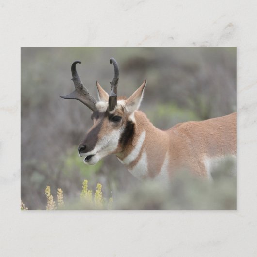 Pronghorn Antelope Buck | Grand Tetons Postkarte (Vorderseite)