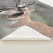 Pronghorn Antelope Buck | Grand Tetons Sherpadecke (3/4)