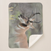 Pronghorn Antelope Buck | Grand Tetons Sherpadecke (Vorderseite)