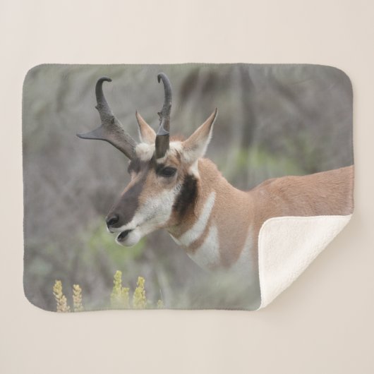 Pronghorn Antelope Buck | Grand Tetons Sherpadecke (Vorderseite (Horizontal))
