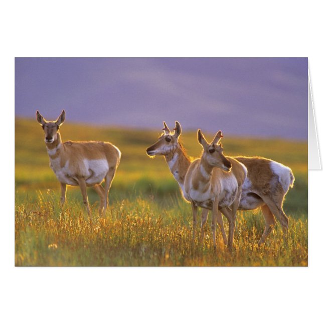 Pronghorn Antelope in Montana (Vorderseite (Horizontal))