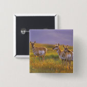 Pronghorn Antelope in Montana Button (Vorne & Hinten)