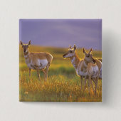 Pronghorn Antelope in Montana Button (Vorderseite)