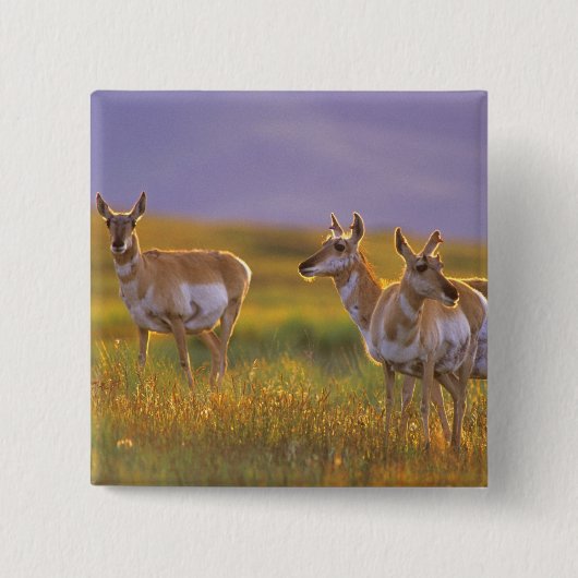 Pronghorn Antelope in Montana Button (Vorderseite)