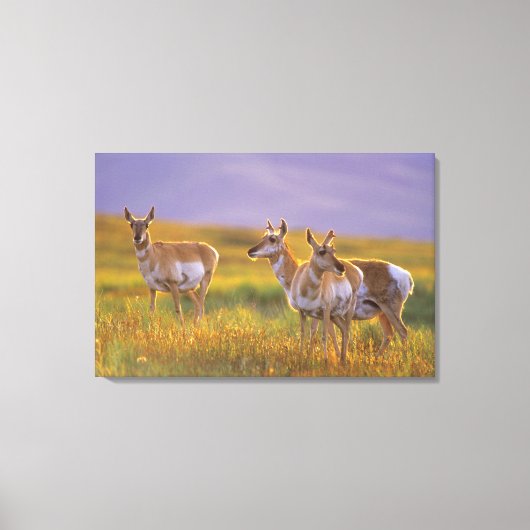 Pronghorn Antelope in Montana Leinwanddruck (Vorderseite)