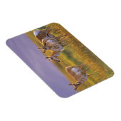 Pronghorn Antelope in Montana Magnet (Rechte Seite)