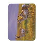 Pronghorn Antelope in Montana Magnet (Vertikal)