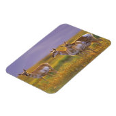 Pronghorn Antelope in Montana Magnet (Linke Seite)