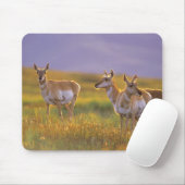 Pronghorn Antelope in Montana Mousepad (Mit Mouse)