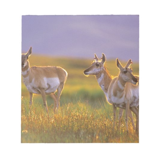 Pronghorn Antelope in Montana Notizblock (Vorderseite)