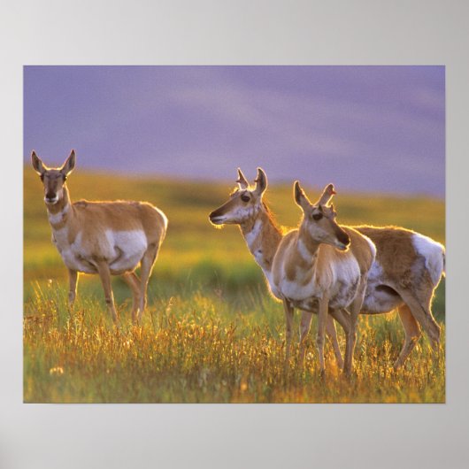 Pronghorn Antelope in Montana Poster (Vorne)