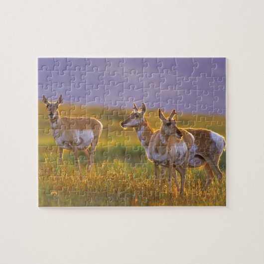 Pronghorn Antelope in Montana Puzzle (Horizontal)