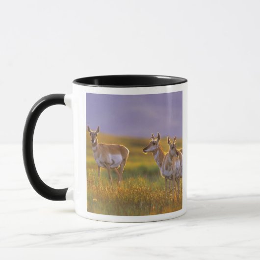 Pronghorn Antelope in Montana Tasse (Links)