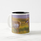 Pronghorn Antelope in Montana Zweifarbige Tasse (Vorderseite Links)