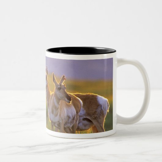 Pronghorn Antelope in Montana Zweifarbige Tasse (Rechts)