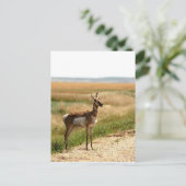 Pronghorn Antelope Postkarte (Stehend Vorderseite)