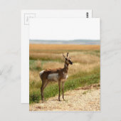 Pronghorn Antelope Postkarte (Vorne/Hinten)