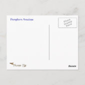 Pronghorn Antelope Wildlife Series # 9 Postcard Postkarte (Rückseite)