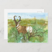 Pronghorn Antelope Wüste Landschaft Wasserfarbe Postkarte (Vorne/Hinten)