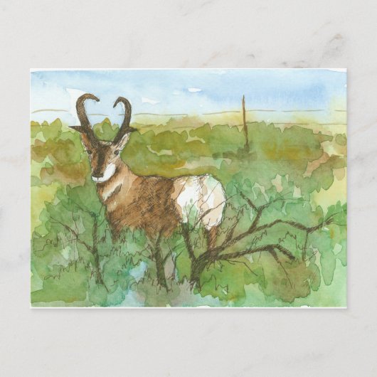 Pronghorn Antelope Wüste Landschaft Wasserfarbe Postkarte (Vorderseite)