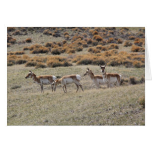 Pronghorn Antilope