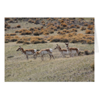 Pronghorn Antilope