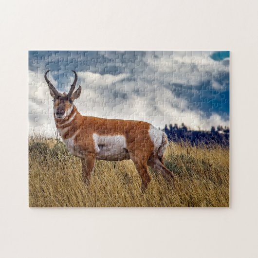 Pronghorn Deer Wyoming. Puzzle (Horizontal)