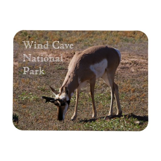 Pronghorn Grazing in Wind Cave National Park, SD Magnet (Horizontal)