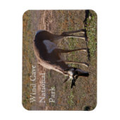 Pronghorn Grazing in Wind Cave National Park, SD Magnet (Vertikal)