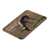 Pronghorn Grazing in Wind Cave National Park, SD Magnet (Linke Seite)