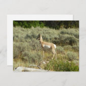 Pronghorn im Grand Teton Nationalpark (Vorne/Hinten)
