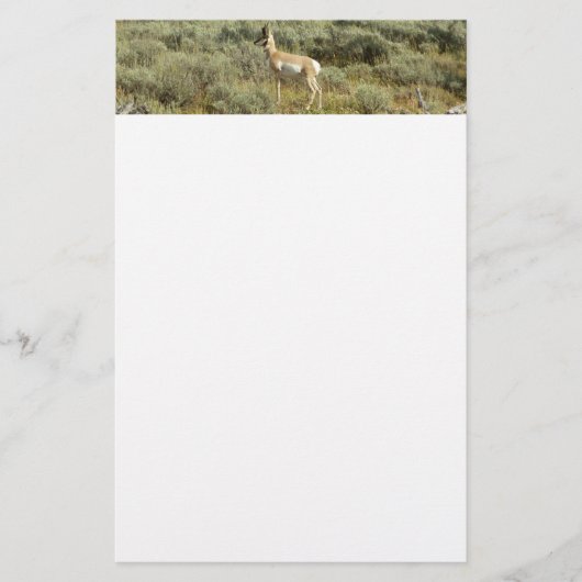 Pronghorn im Grand Teton Nationalpark Briefpapier (Vorderseite)