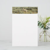 Pronghorn im Grand Teton Nationalpark Briefpapier (Stehend Vorderseite)
