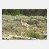 Pronghorn im Grand Teton Nationalpark Geschenkpapier Set (Vorderseite)