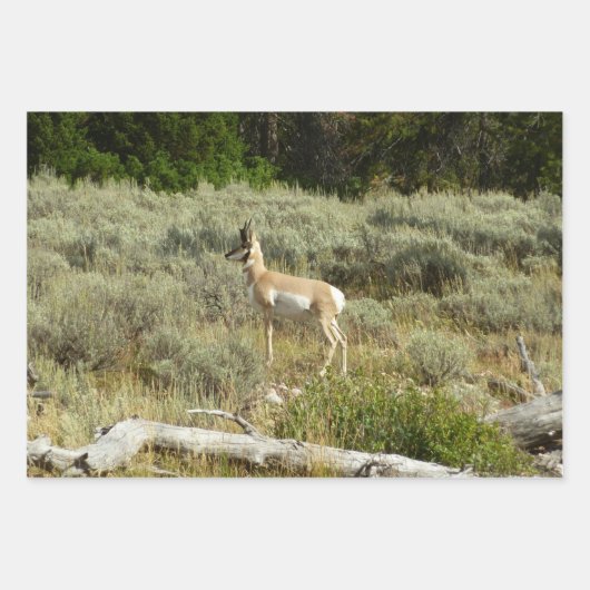 Pronghorn im Grand Teton Nationalpark Geschenkpapier Set (Vorderseite)