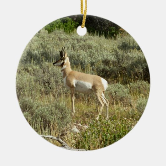 Pronghorn im Grand Teton Nationalpark Keramikornament (Vorne)