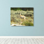 Pronghorn im Grand Teton Nationalpark Leinwanddruck (Insitu (Holzboden))