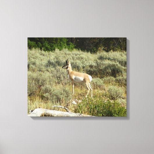 Pronghorn im Grand Teton Nationalpark Leinwanddruck (Vorderseite)